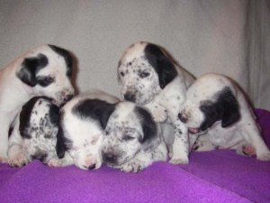 Cute as a speckled pup!