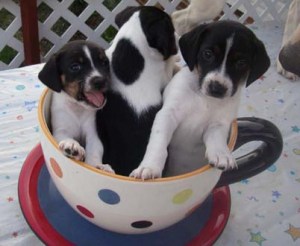 Cuppa Puppies