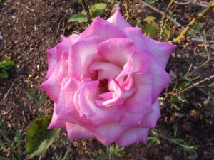 Looks like it was outlined in a darker shade of pink.
