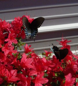 Just because they\'re pretty.
