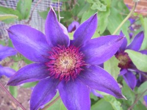 They\'re not ALL roses!