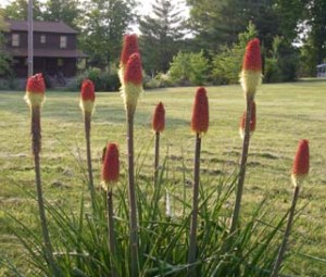 About as much as I\'d like a red hot poker up my ........